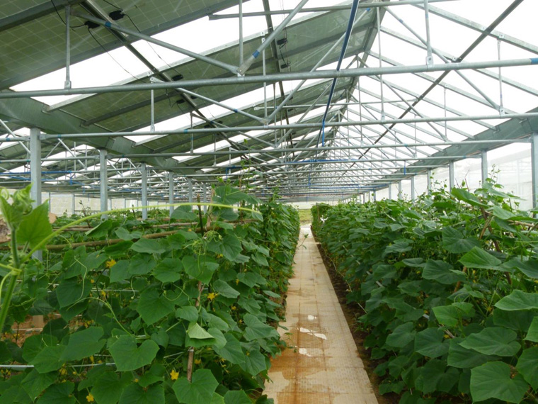 光伏農業(yè)大棚前景怎么樣,怎樣有效利用光伏農業(yè)大棚